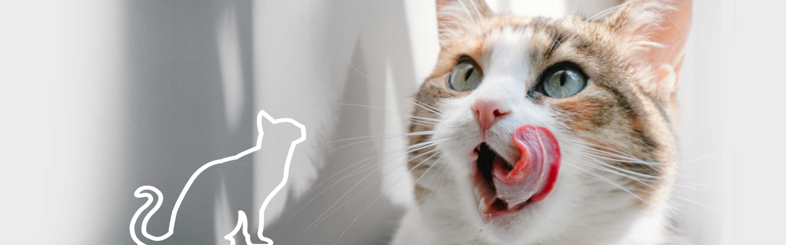 CrocForm Boutique 1 CrocForm Boutique -CrocForm Boutique CROCFORM scaled